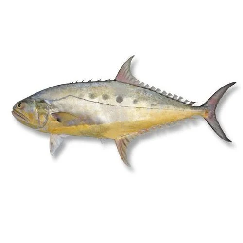 King Fish – Delmon Fish